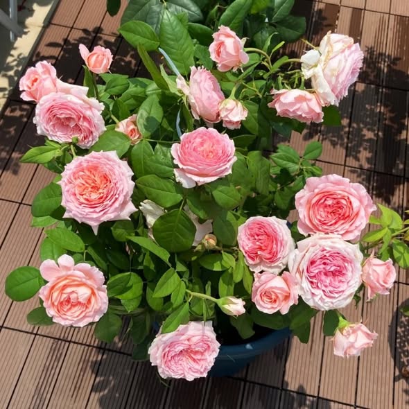 100 Rose Flower Seeds Varieties Name Anne Sophie
