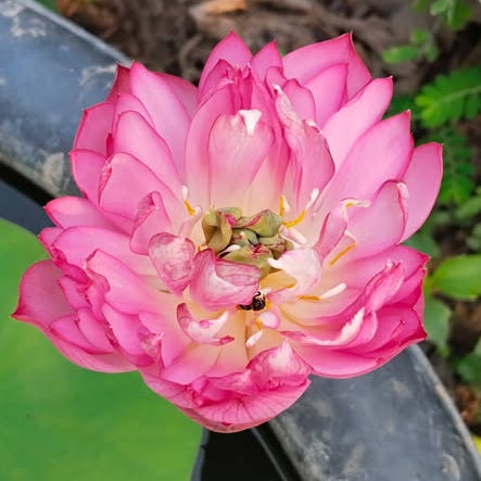 Pink lotus flower with green leaves in the background