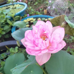 Pink lotus flower with green leaves in a pond setting