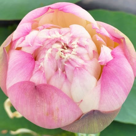 Pink lotus flower in full bloom with green leaves in the background