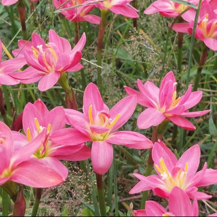 Pink flowers with yellow centers in a natural setting