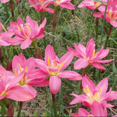 Pink flowers with yellow centers in a natural setting