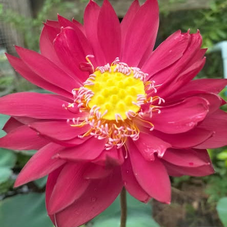 Pink lotus flower with a yellow center in a natural setting