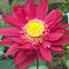 Pink lotus flower with a yellow center in a natural setting