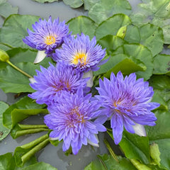 Purple water lilies with green leaves on a pond