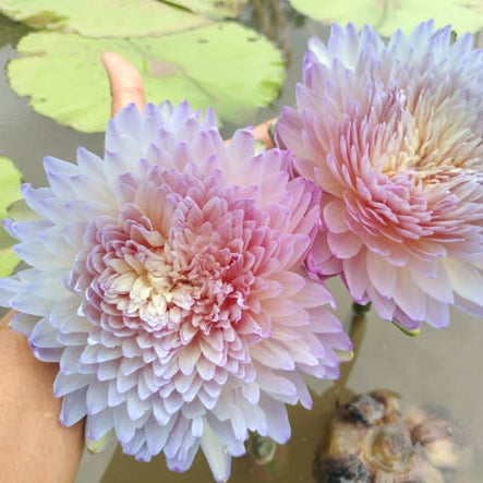 Two pink and purple flowers held by a hand with a blurred natural background
