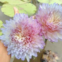 Two pink and purple flowers held by a hand with a blurred natural background