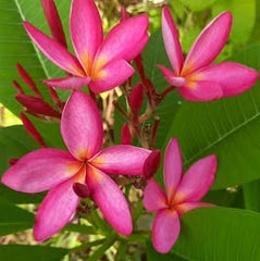 Pink frangipani flowers with green leaves on a blurred natural background