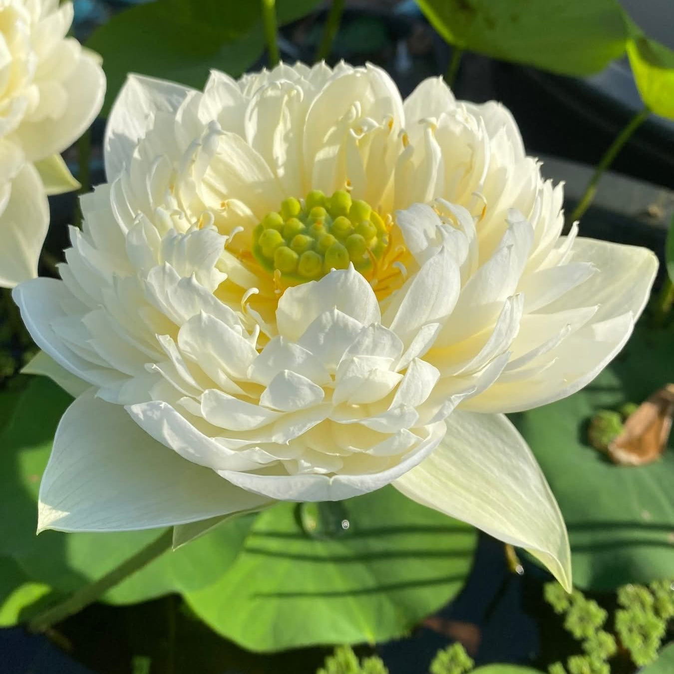 White water lily flower with green center on a pond