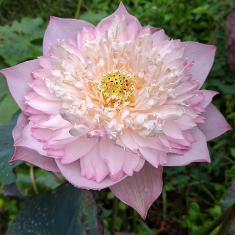 Pink lotus flower with a green blurred background