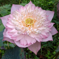 Pink lotus flower with a green blurred background