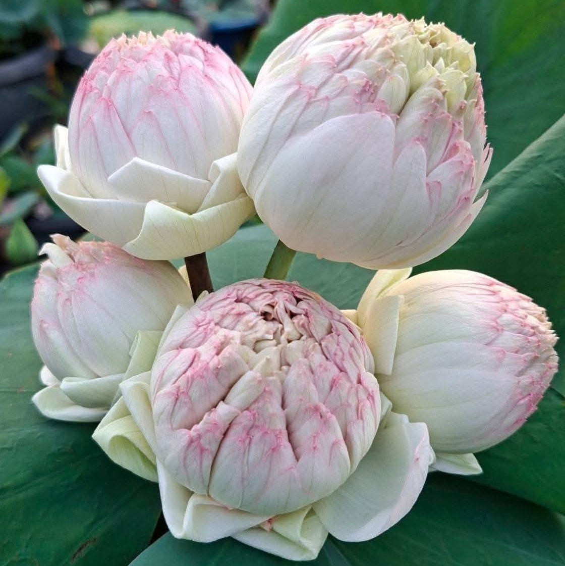 Close-up of pink and white lotus flowers with green leaves.