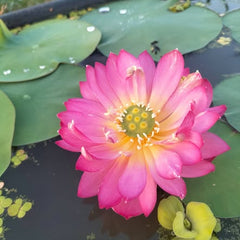 20 Thai Sacred Lotus Flower Seeds Varieties Name Purple Ribbon