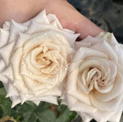 100 Rose Flower Seeds Varieties Name Menta