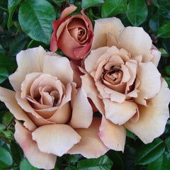 Close-up of pink and beige roses with green leaves in the background