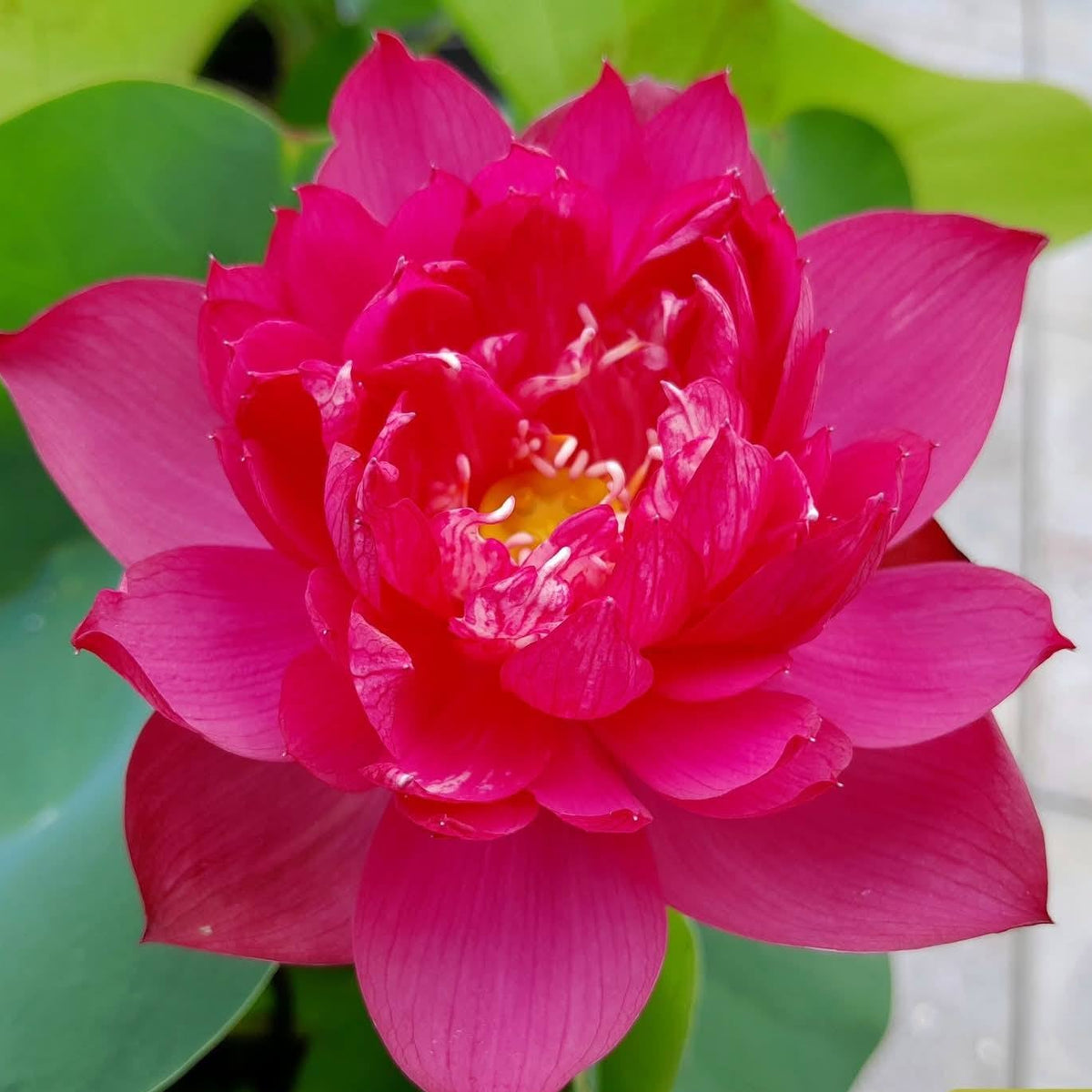 Pink lotus flower with green leaves on a blurred background