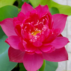 Pink lotus flower with green leaves on a blurred background