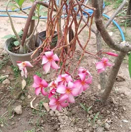 Floral arrangement with pink flowers and green leaves in a garden setting