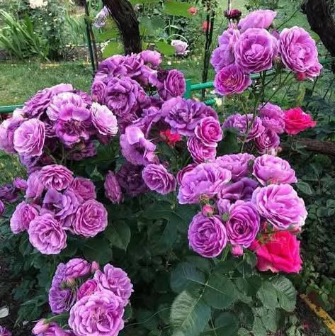 Bouquet of pink and purple flowers with green leaves in a garden setting.