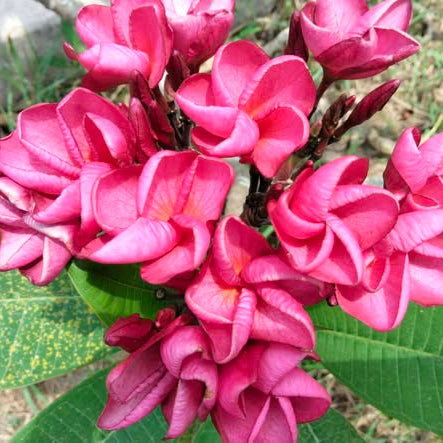 Close-up of bright pink flowers with green leaves in the background