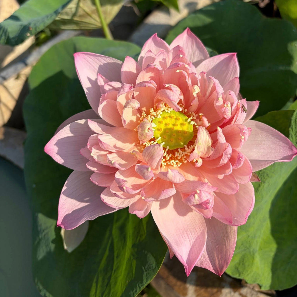Pink lotus flower with green leaves in a pond