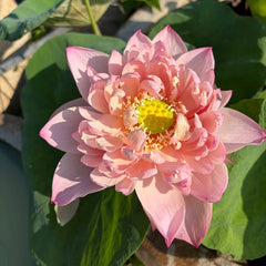Pink lotus flower with green leaves in a pond