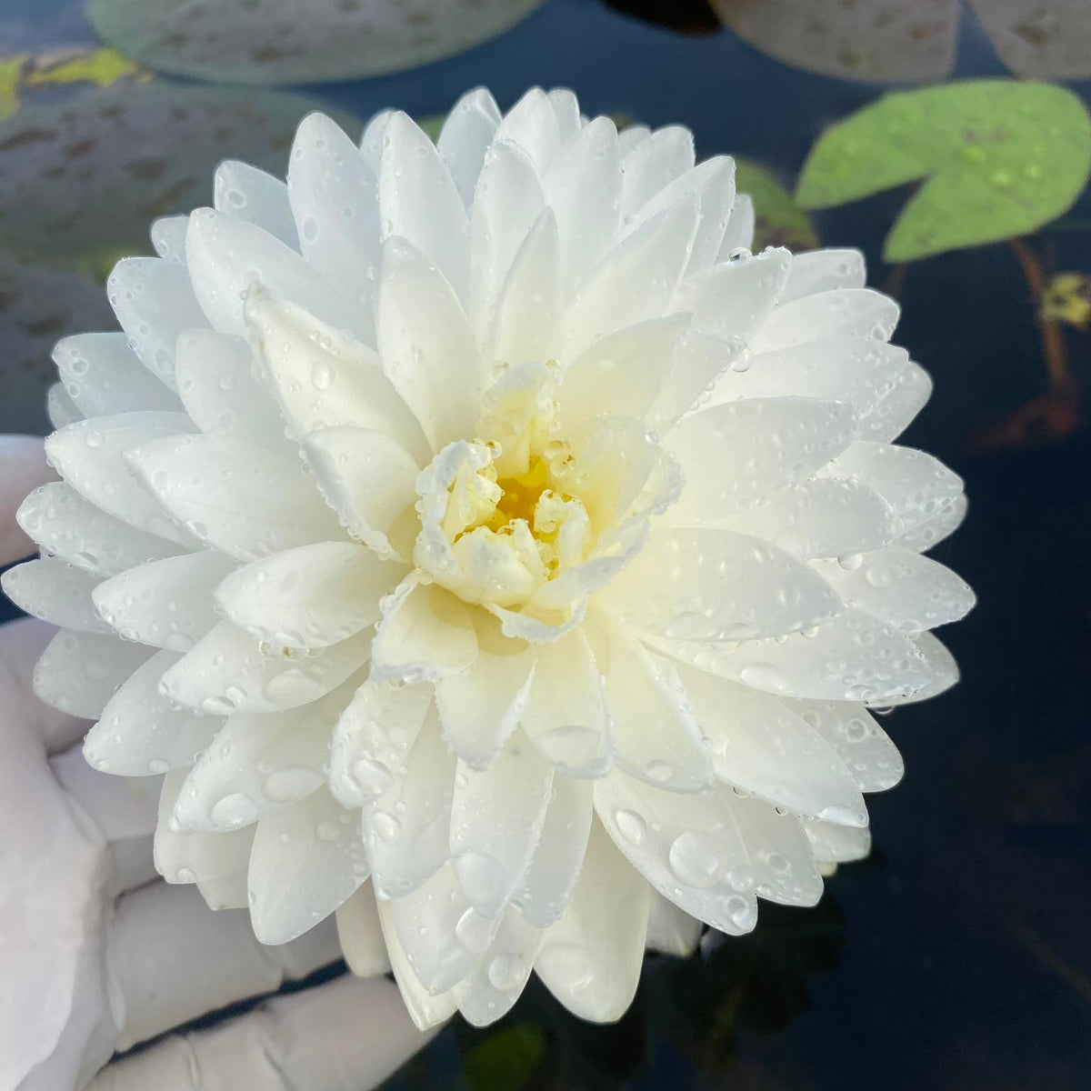 White flower held by a gloved hand with a blurred background