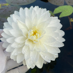 White flower held by a gloved hand with a blurred background