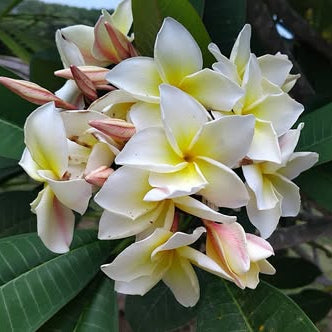 Close-up of white and pink flowers with green leaves in the background