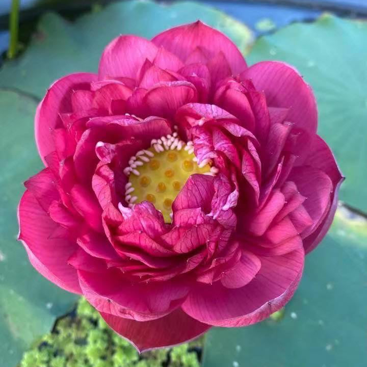 Pink lotus flower with green leaves in the background