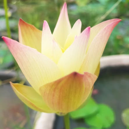 Yellow lotus flower with pink edges in a pond setting