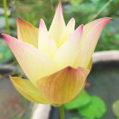 Yellow lotus flower with pink edges in a pond setting