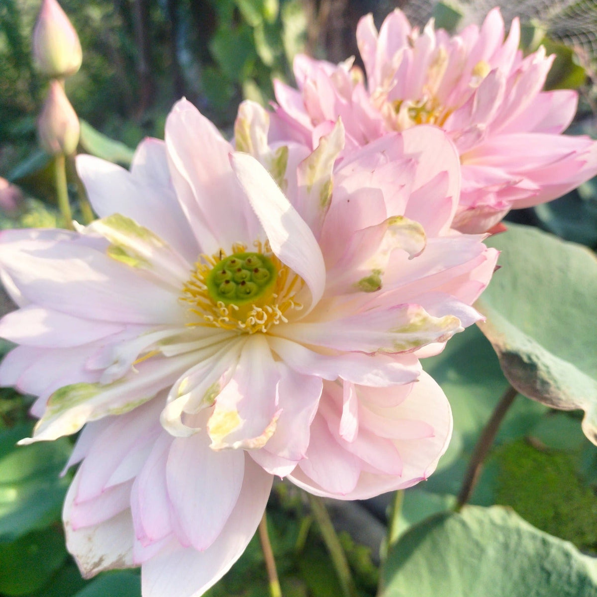 Pink lotus flowers with green leaves in a natural setting