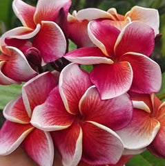 Close-up of pink and red frangipani flowers with green leaves.