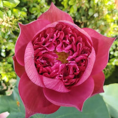 Close-up of a pink lotus flower with green leaves in the background