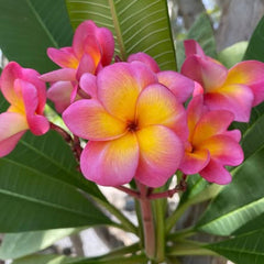 Close-up of pink and yellow flowers with green leaves