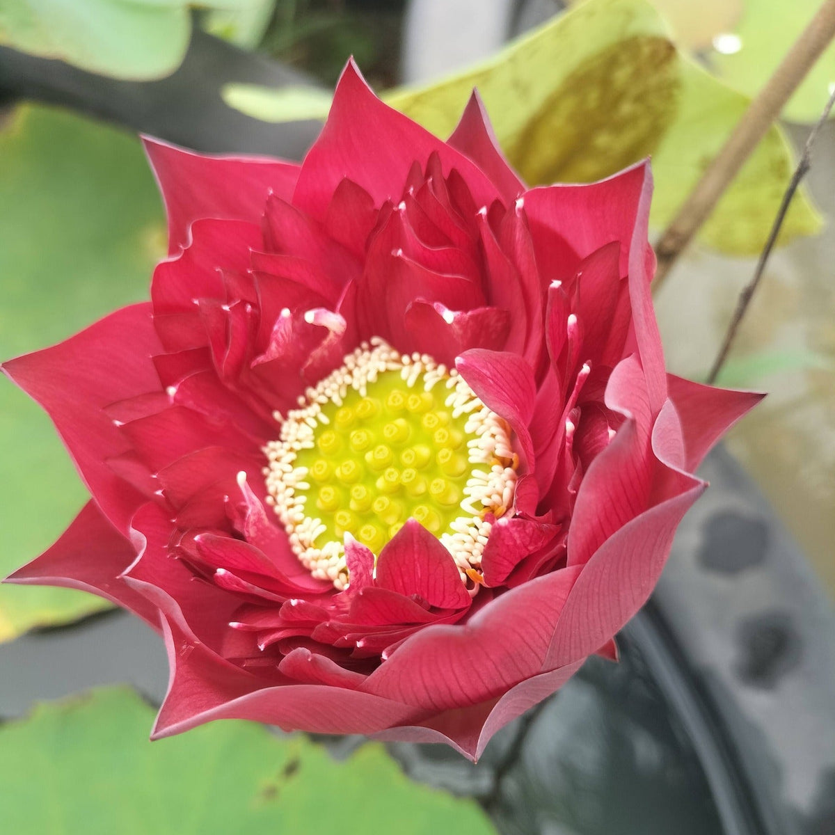 20 Red Pegasus Sacred Lotus Thai Lotus Flower Seeds