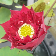 20 Red Pegasus Sacred Lotus Thai Lotus Flower Seeds