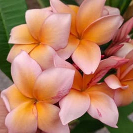 20 Thai Plumeria Frangipani Flower Seeds Varieties Name Thip Pathumphon