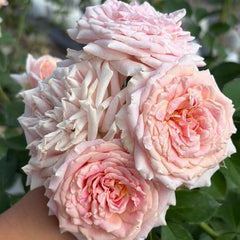 Bouquet of pink flowers held by a hand with green foliage in the background