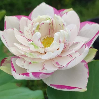 Pink and white lotus flower with green leaves in the background