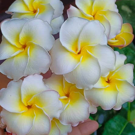 Close-up of white and yellow flowers with green leaves in the background