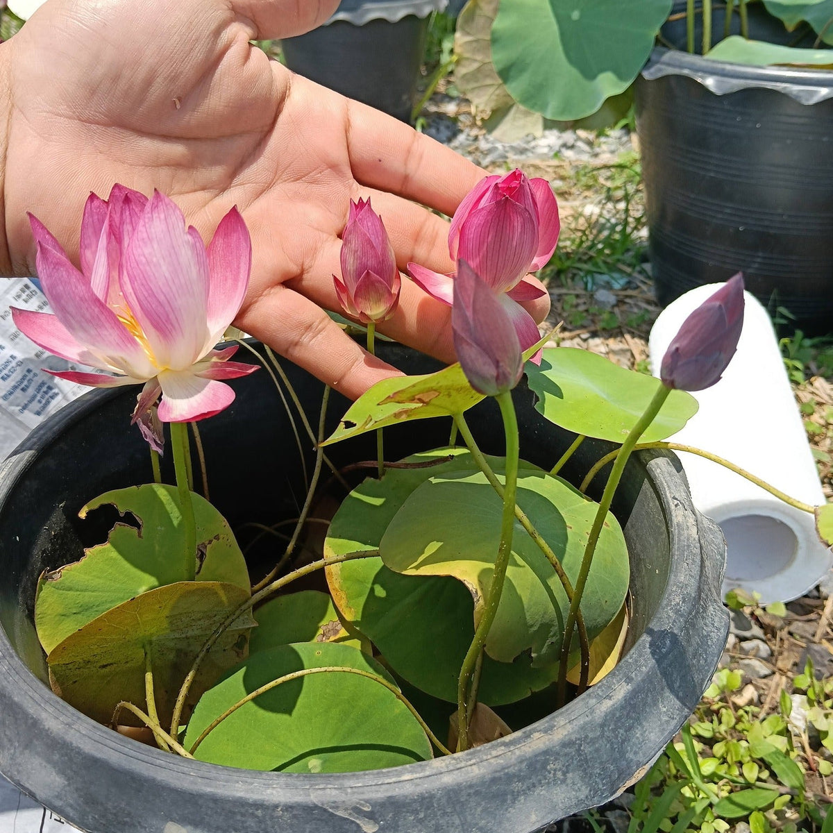 Hand holding a pink lotus flower with green leaves in a pot.