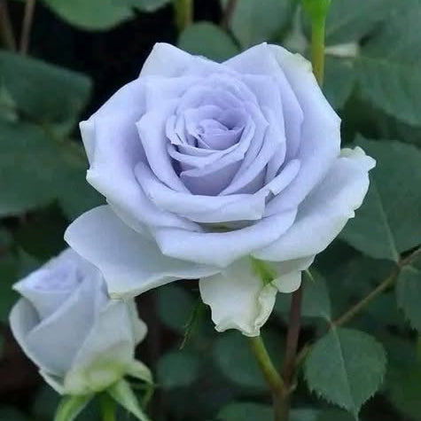 Light purple rose with green leaves on a blurred green background
