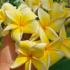 Hand holding a cluster of yellow flowers with green leaves in the background