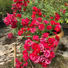 100 Rose Flower Seeds Varieties Name Red Fairy