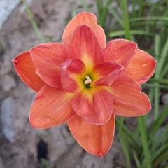 Close-up of a vibrant orange flower with a blurred background