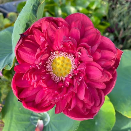 Close-up of a vibrant pink lotus flower with green leaves.