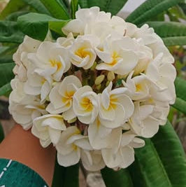 Bouquet of white flowers with green leaves held by a person wearing a green sleeve.
