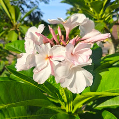 White and pink flowers with green leaves on a sunny day
